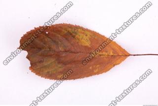 Photo Texture of Leaf 0037